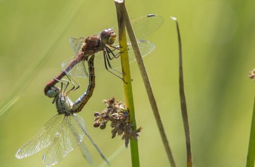 Réf. 189 780 : Sympetrum vulgatum